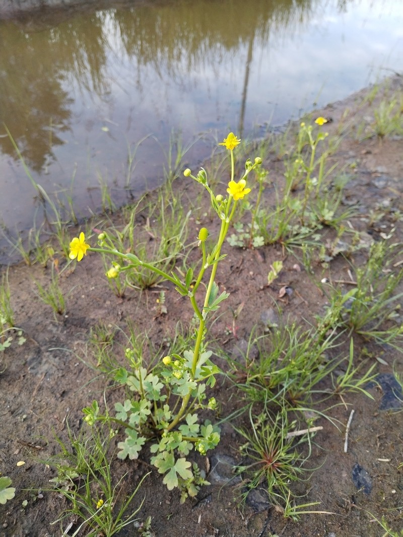 Ranunculus reptabundus photo 2