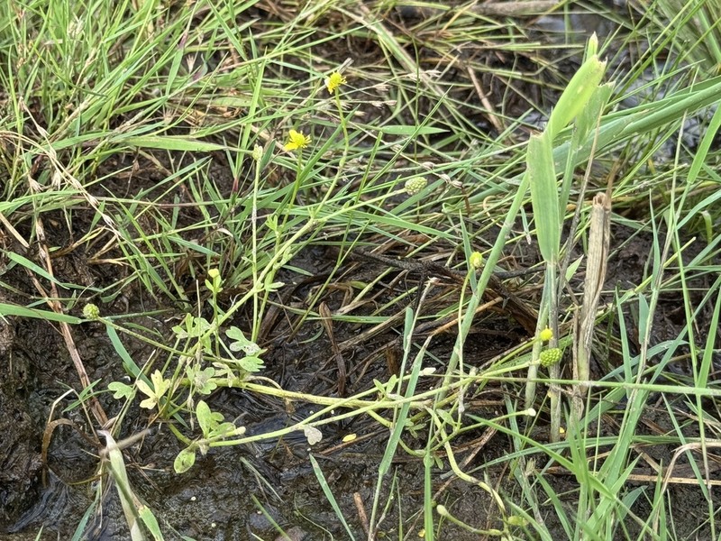 Ranunculus reptabundus photo 3