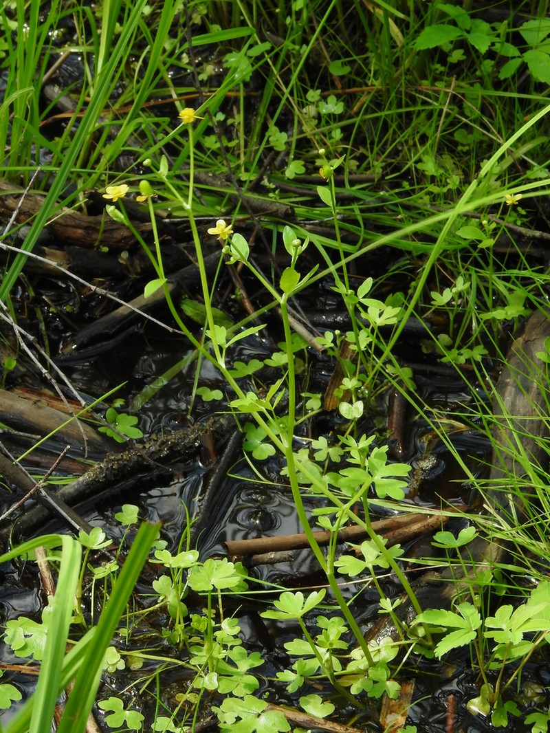 Ranunculus reptabundus photo 4