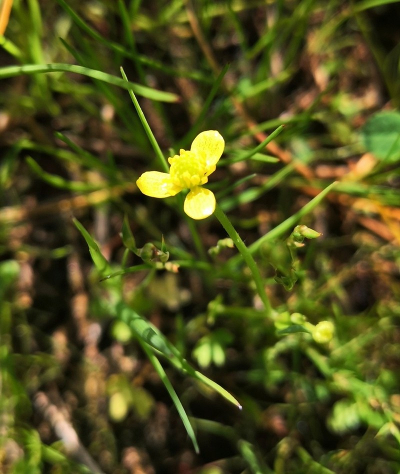 Ranunculus reptabundus photo 5
