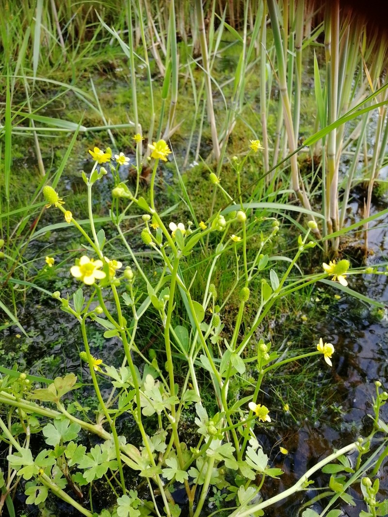 Ranunculus reptabundus photo 6
