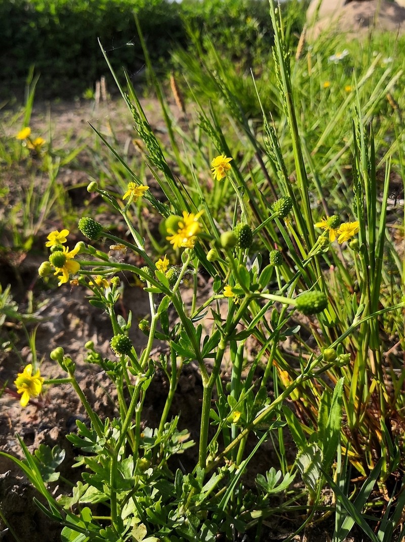 Ranunculus reptabundus photo 7