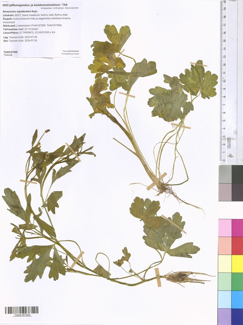 Ranunculus reptabundus photo 8