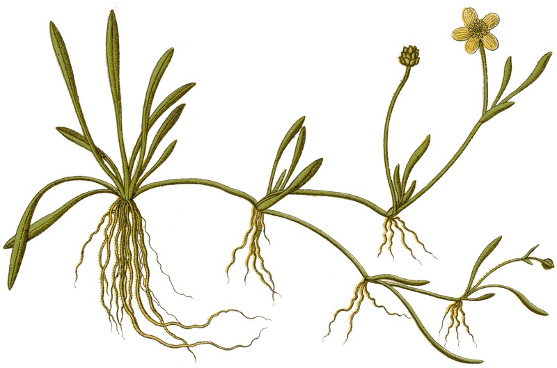 Ranunculus reptans