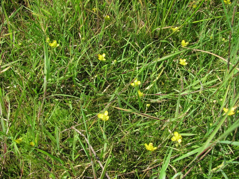 Ranunculus reptans photo 3