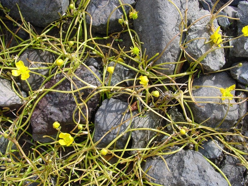 Ranunculus reptans photo 4