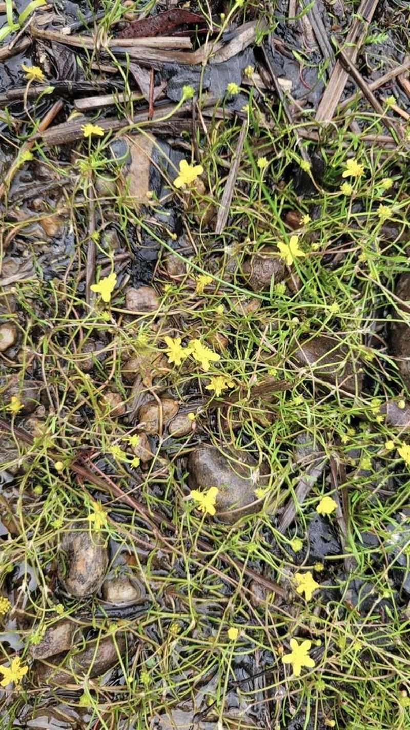 Ranunculus reptans photo 5