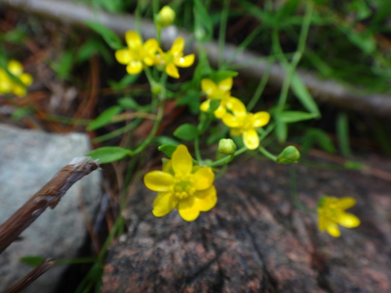 Ranunculus reptans photo 7