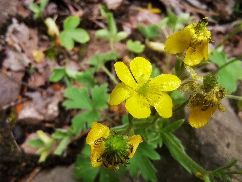 Ranunculus reuterianus photo 2