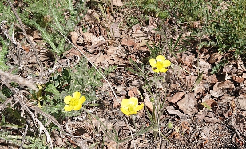 Ranunculus reuterianus photo 3