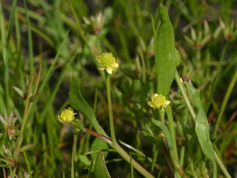 Ranunculus revelierei