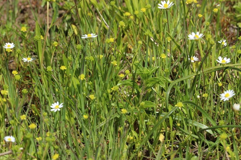 Ranunculus revelierei photo 2