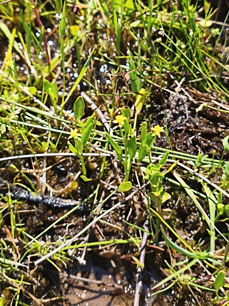 Ranunculus revelierei photo 4