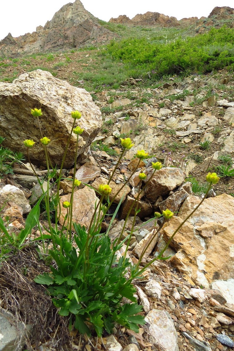 Ranunculus revuschkinii photo 2