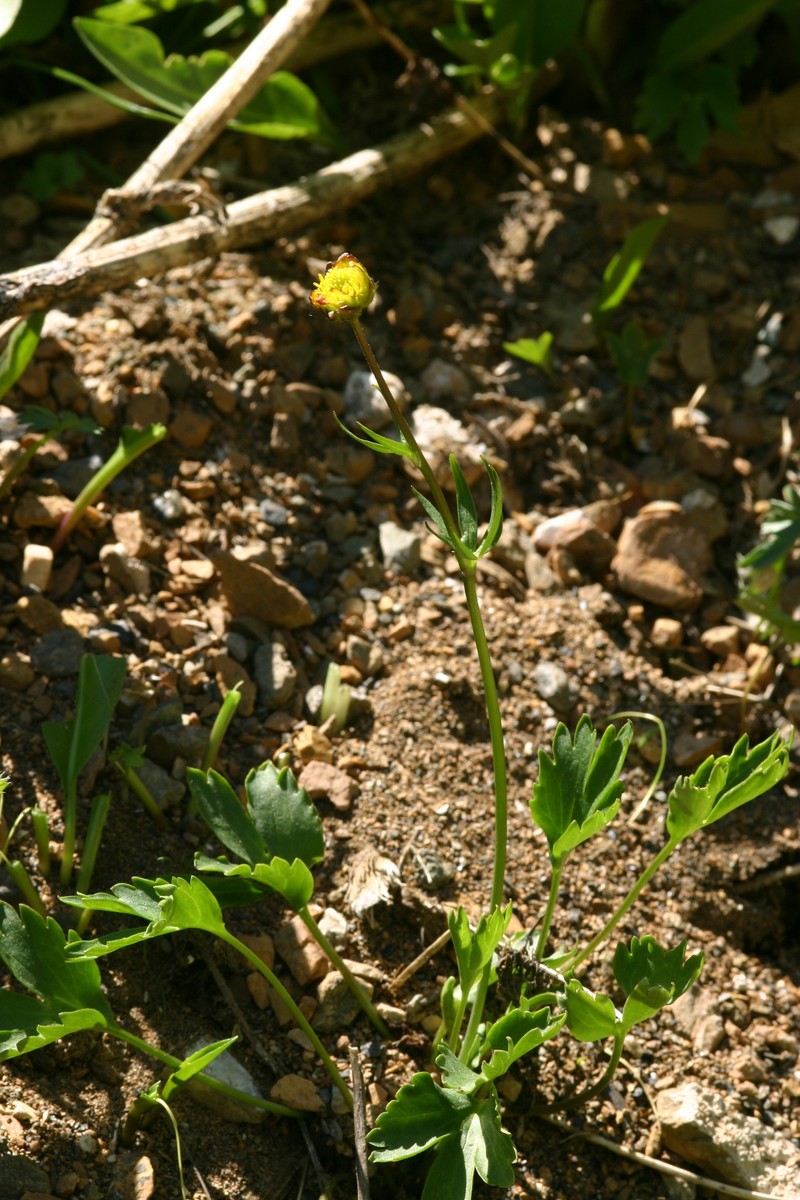 Ranunculus revuschkinii photo 4