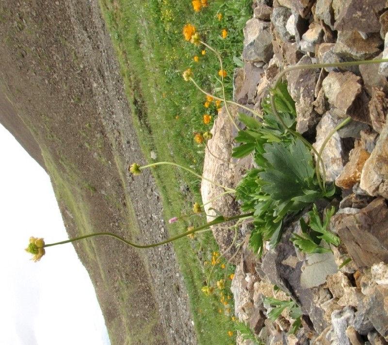 Ranunculus revuschkinii photo 5