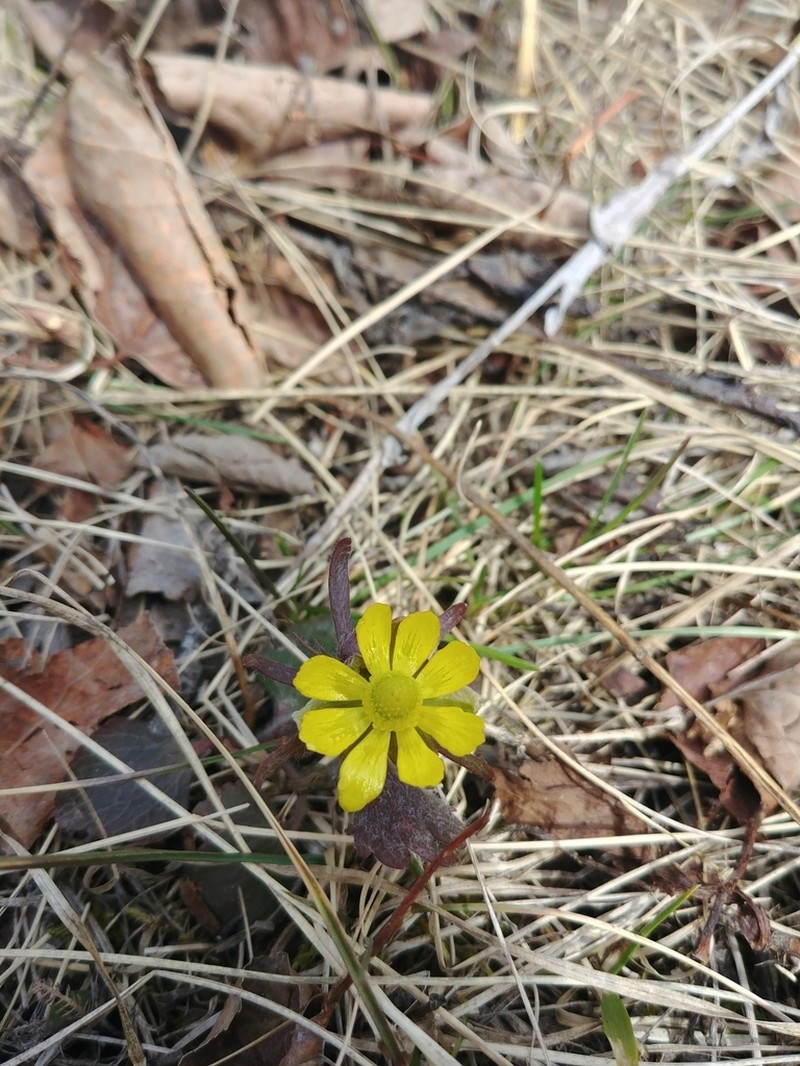 Labrador Buttercup