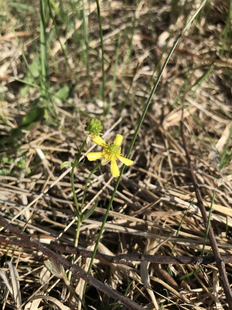 Labrador Buttercup photo 2