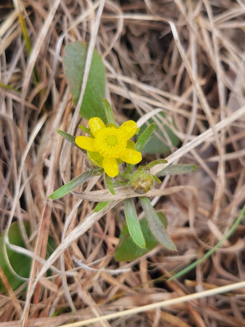 Labrador Buttercup photo 3