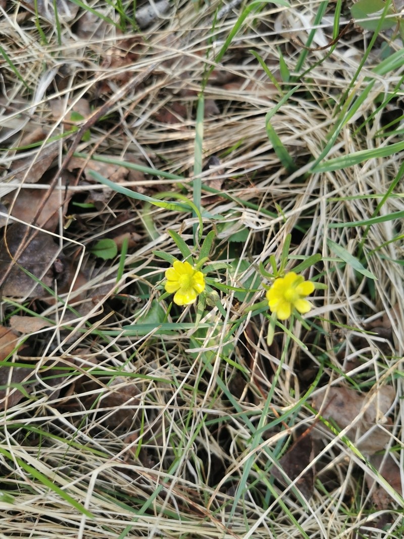 Labrador Buttercup photo 4
