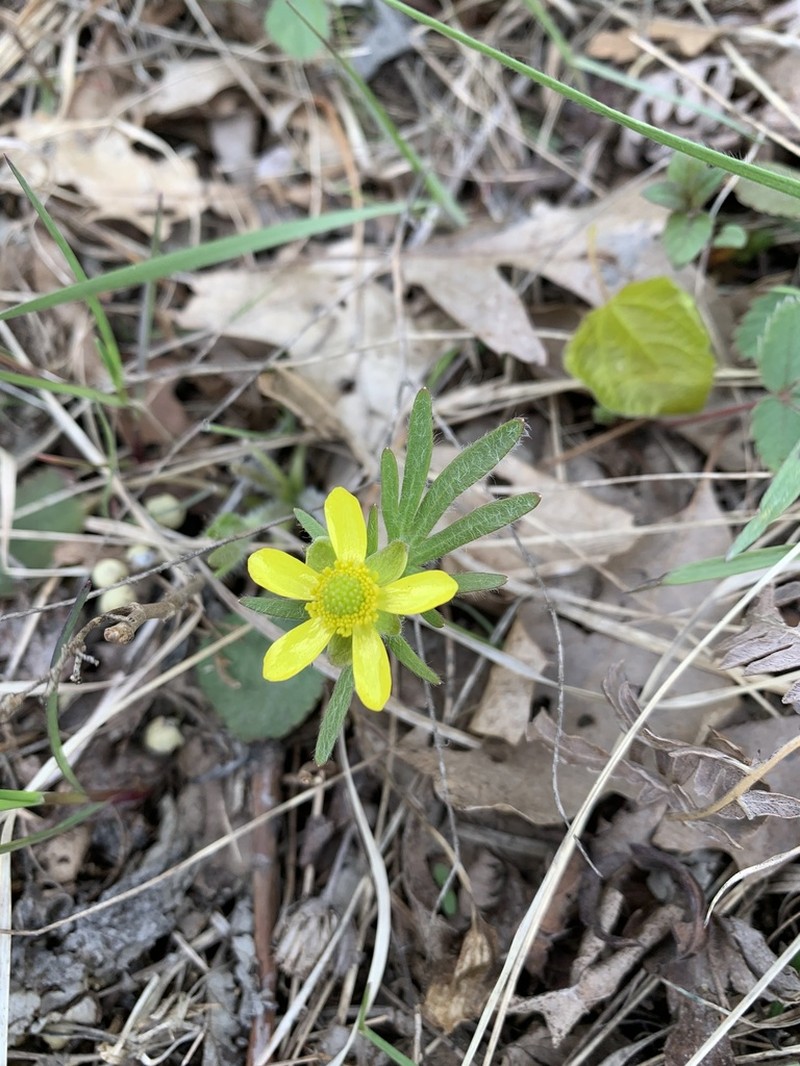 Labrador Buttercup photo 5