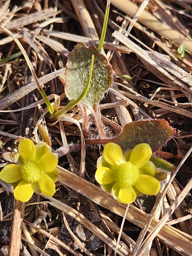 Labrador Buttercup photo 6