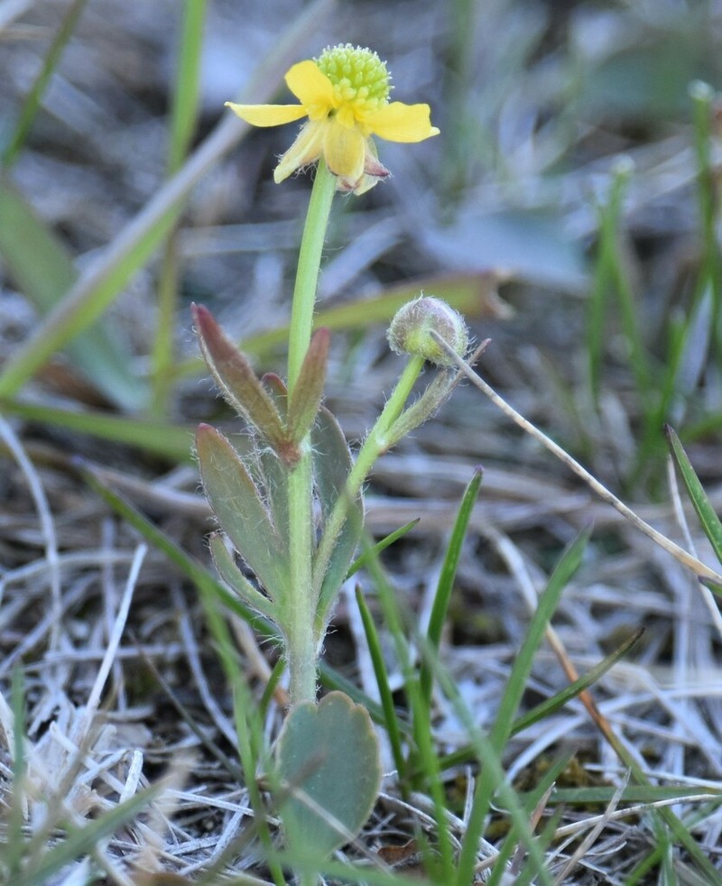 Labrador Buttercup photo 7