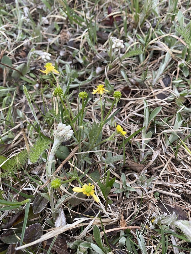 Labrador Buttercup photo 8