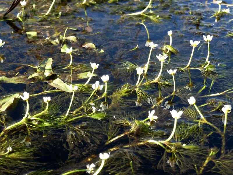 Ranunculus rionii
