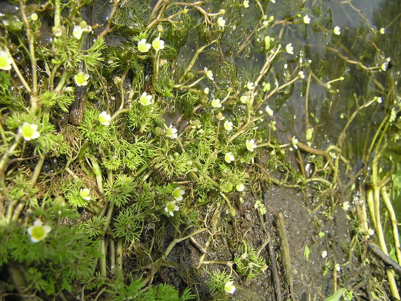Ranunculus rionii photo 3