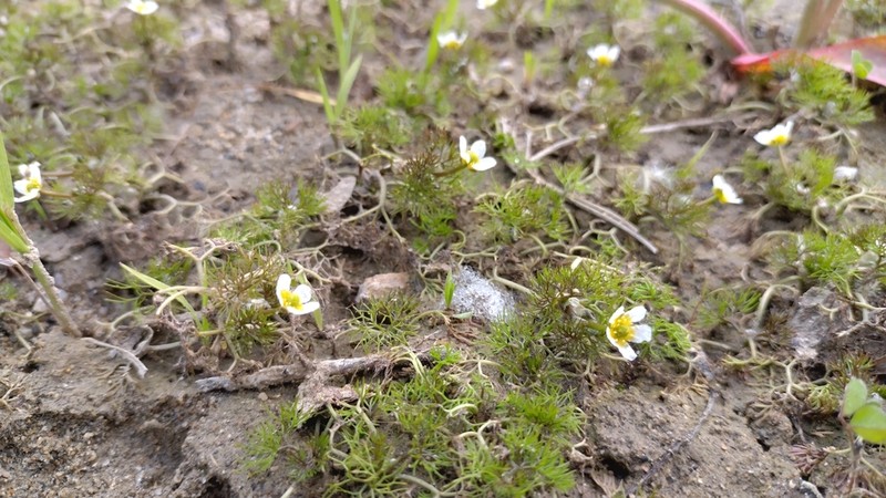 Ranunculus rionii photo 4