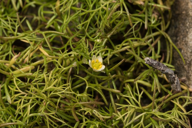 Ranunculus rionii photo 5