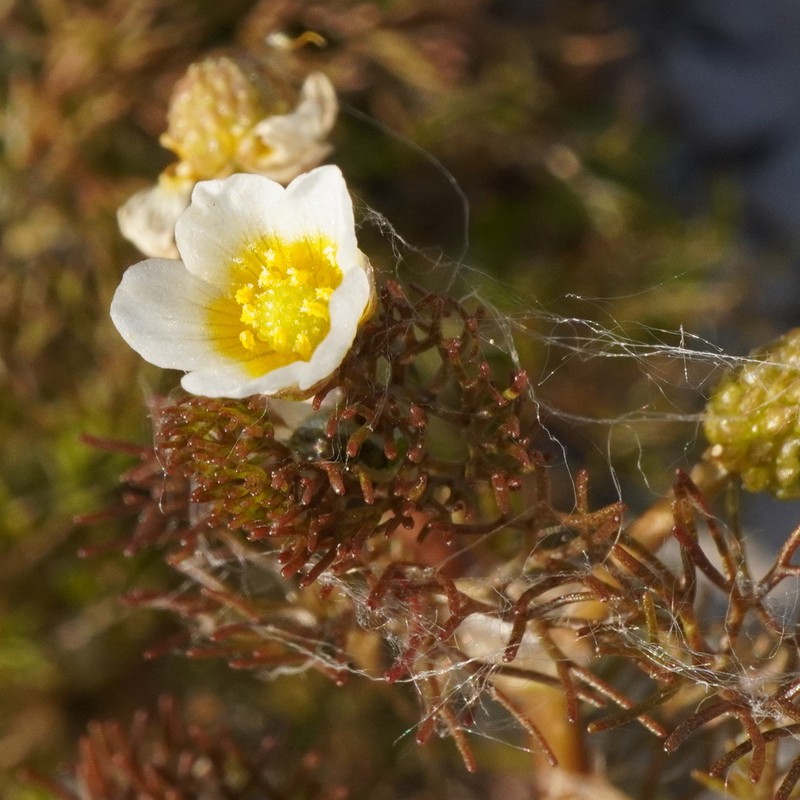 Ranunculus rionii photo 6