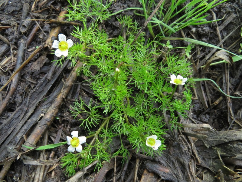 Ranunculus rionii photo 7