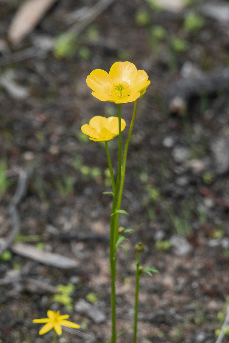Ranunculus robertsonii