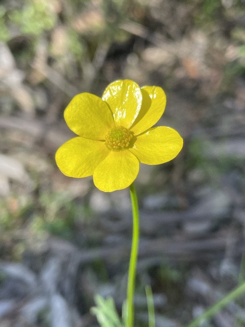 Ranunculus robertsonii photo 2