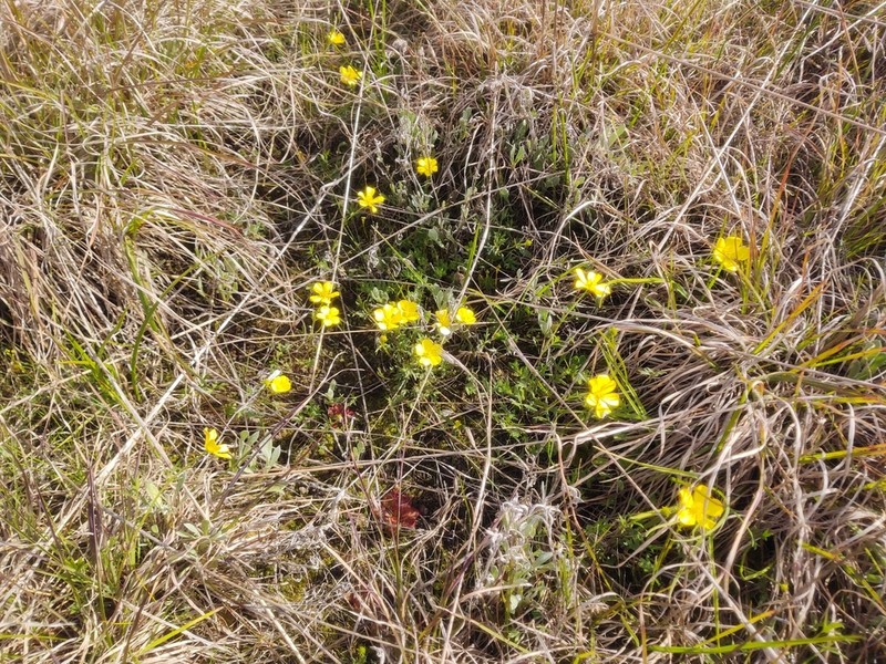 Ranunculus robertsonii photo 3