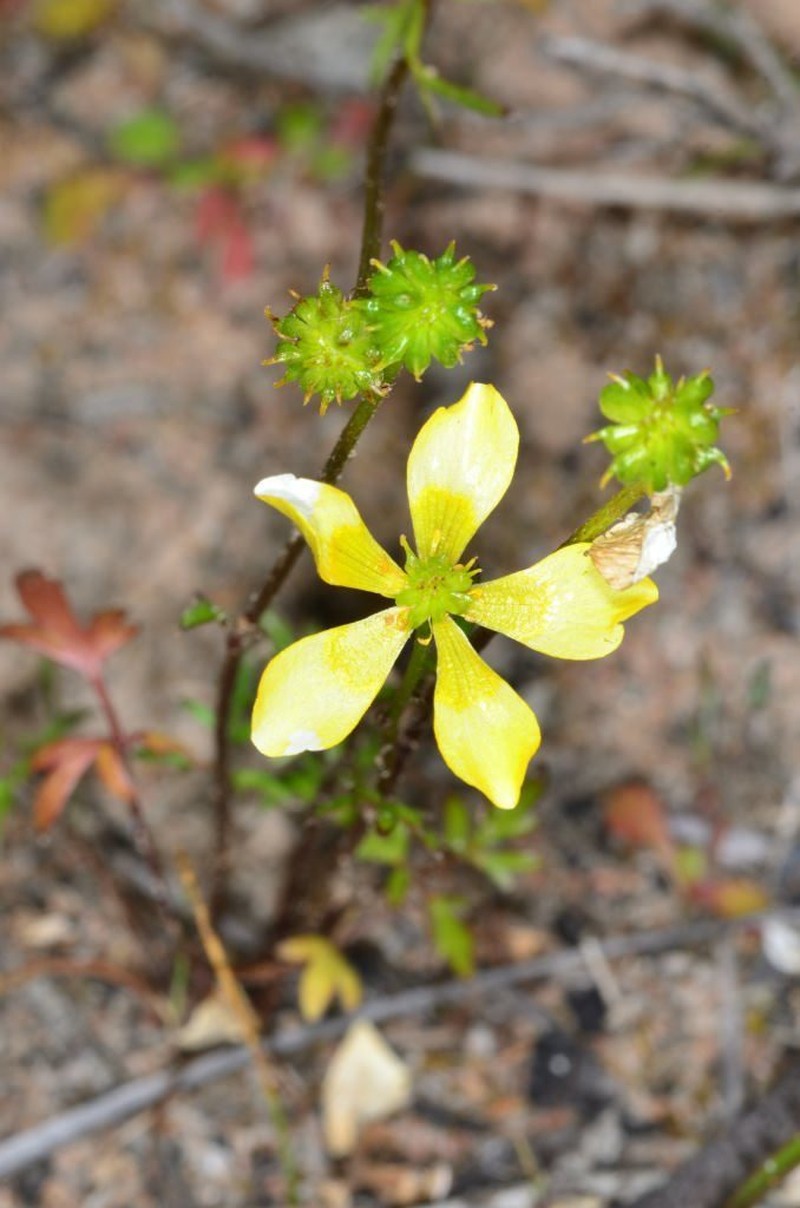 Ranunculus robertsonii photo 4