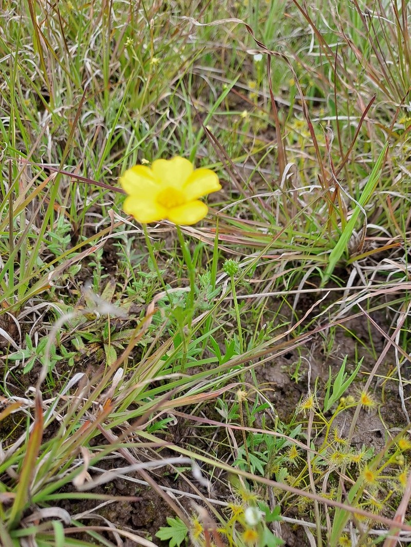 Ranunculus robertsonii photo 5