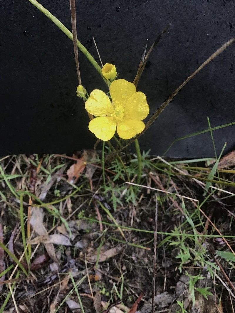 Ranunculus robertsonii photo 7