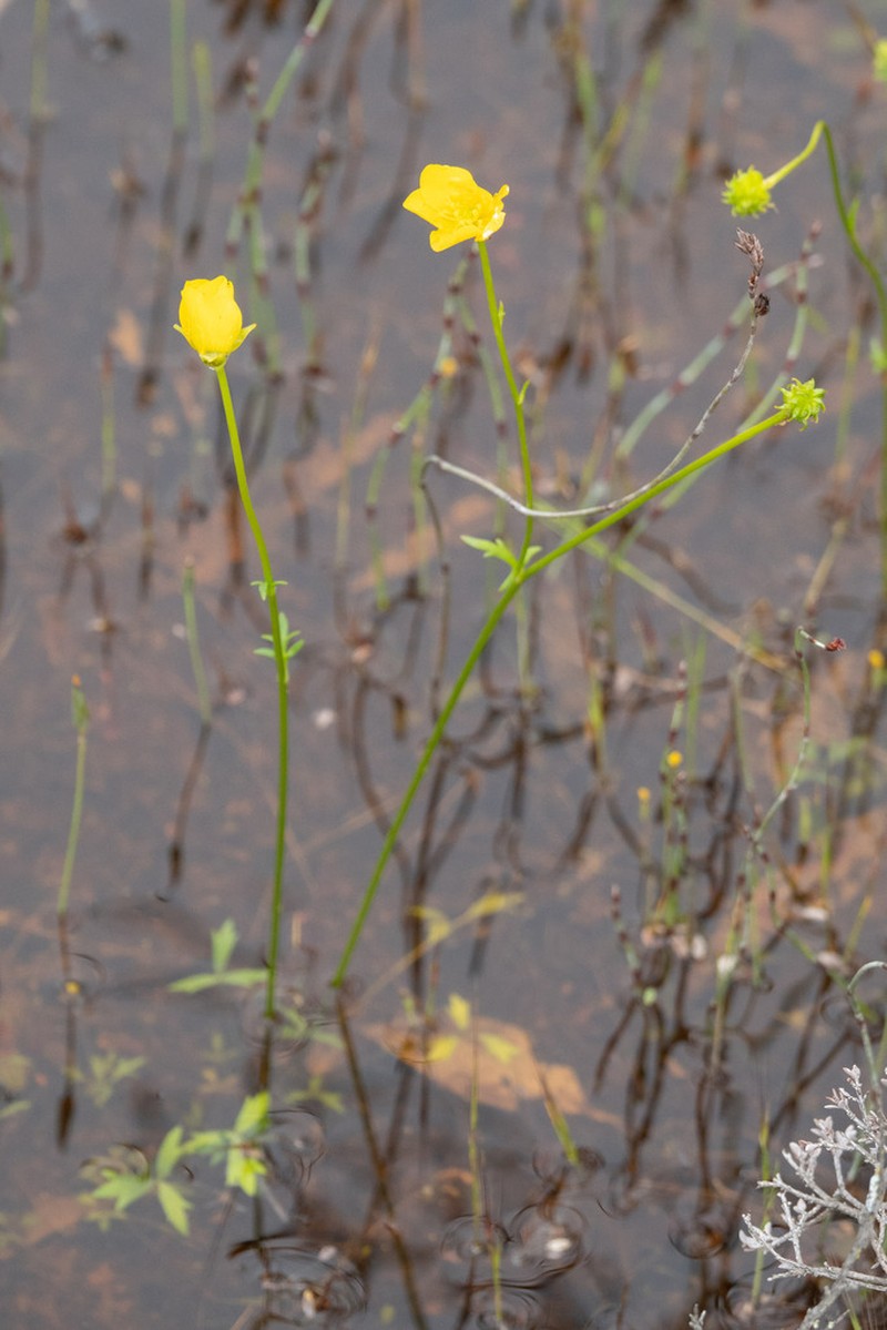Ranunculus robertsonii photo 8