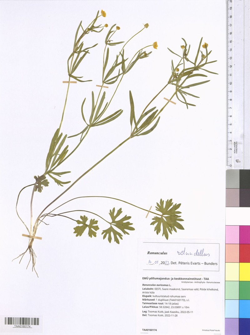 Ranunculus rotundellus