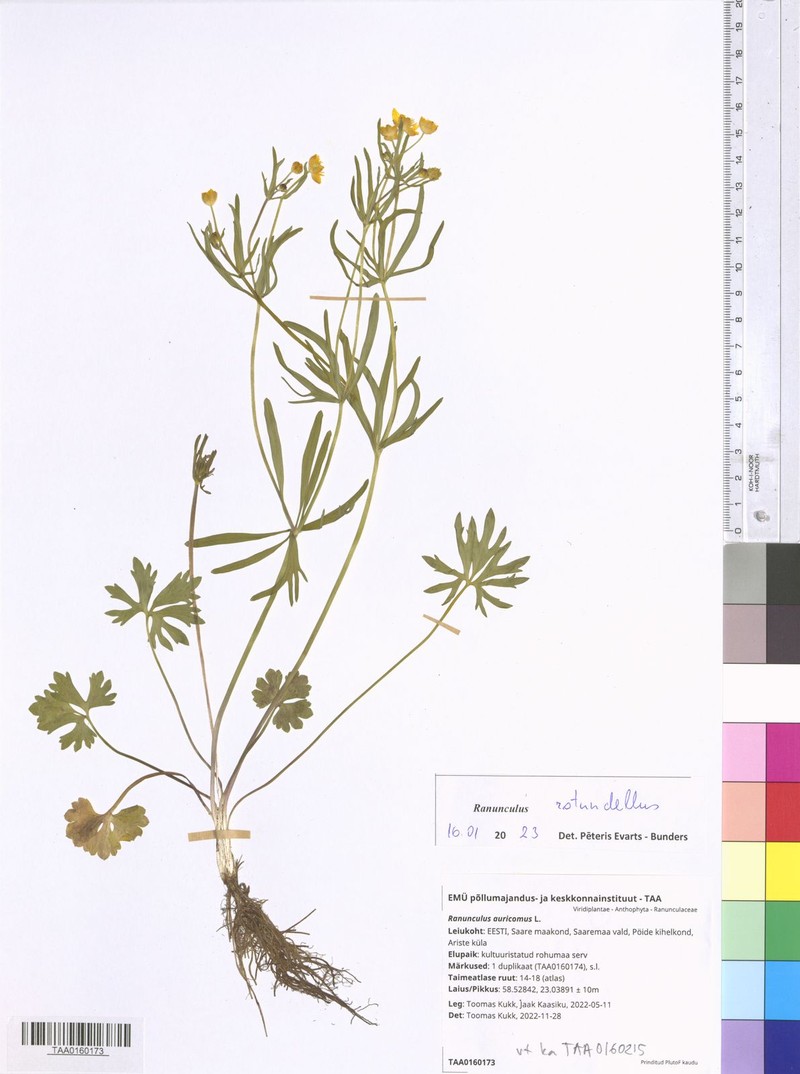 Ranunculus rotundellus photo 2