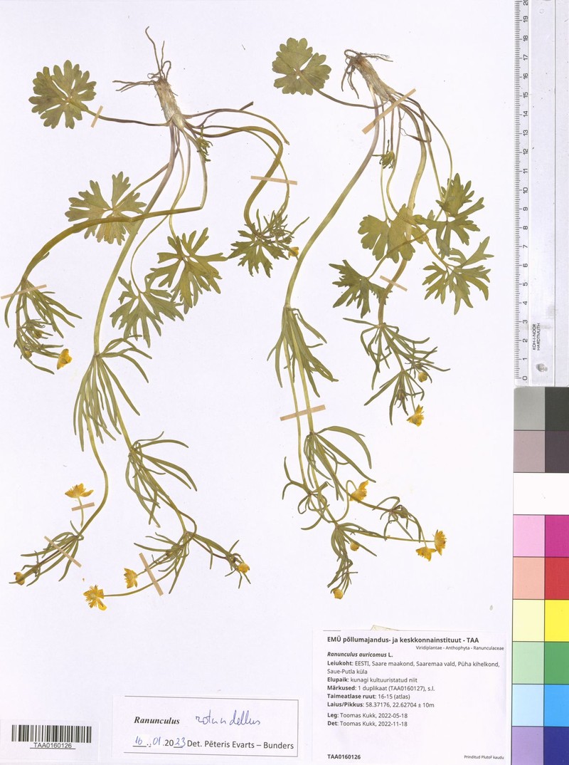 Ranunculus rotundellus photo 3