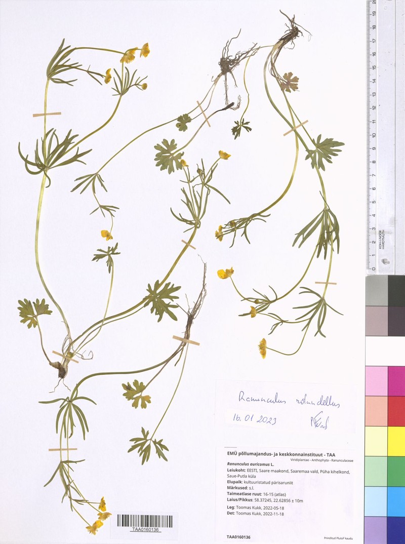 Ranunculus rotundellus photo 4