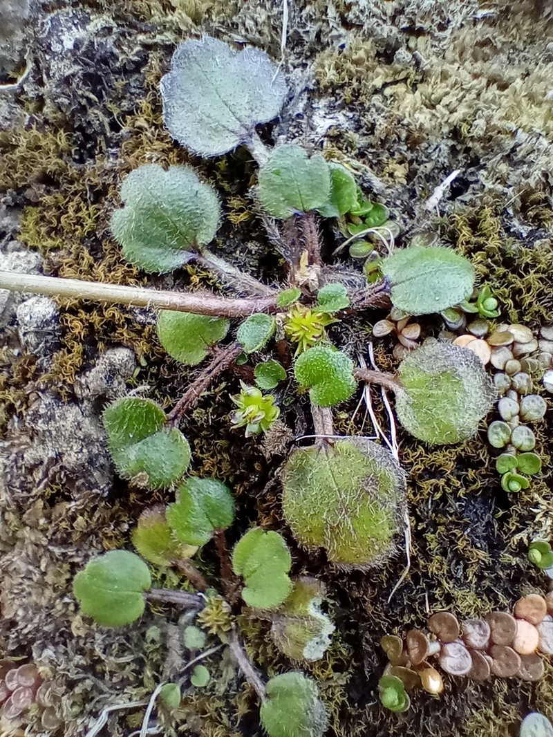 Ranunculus royi