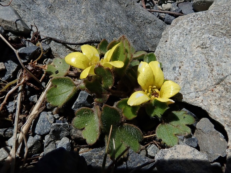Ranunculus royi photo 2