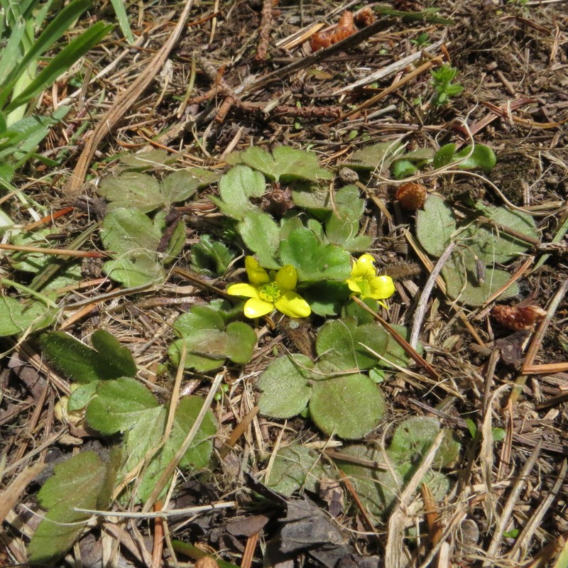 Ranunculus royi photo 3