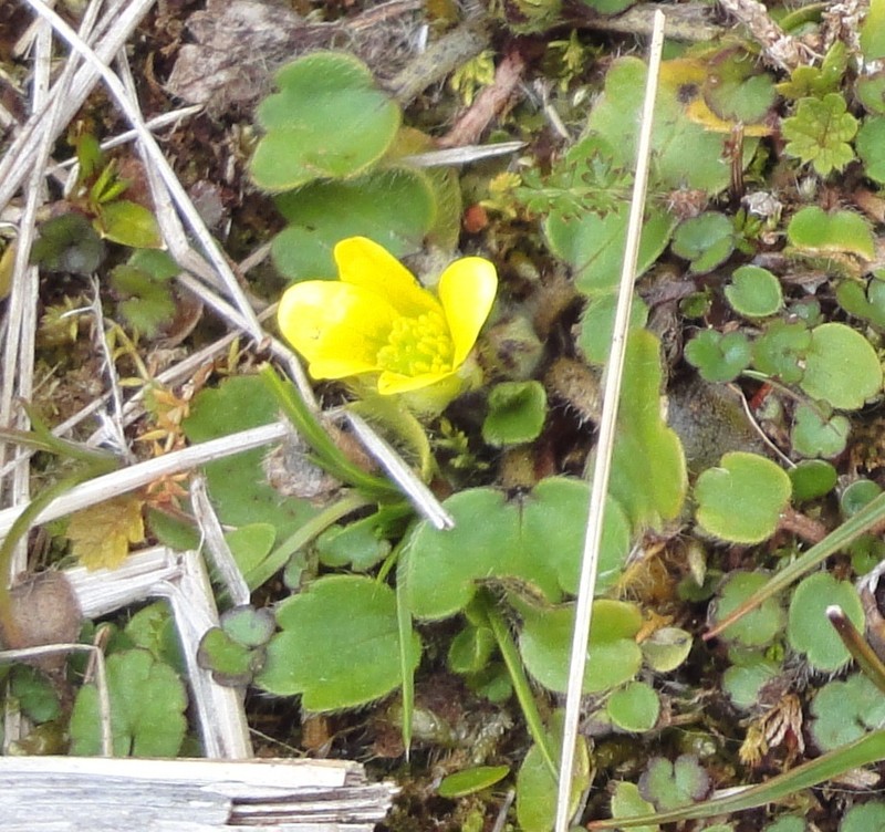 Ranunculus royi photo 4
