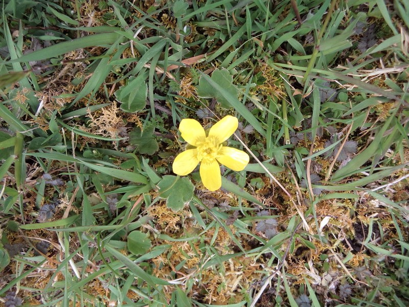 Ranunculus royi photo 8